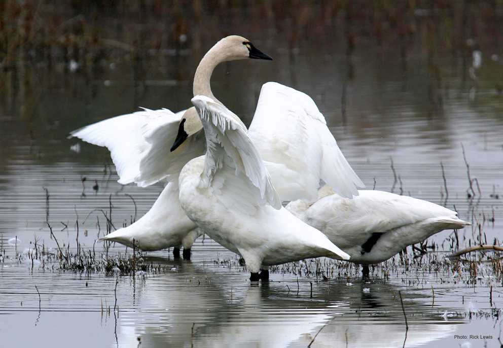 Tundra Swan Image
